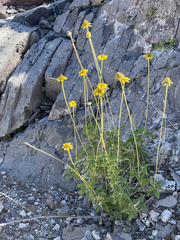 Heliopsis anomala