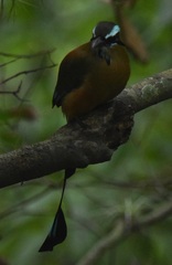 Eumomota superciliosa