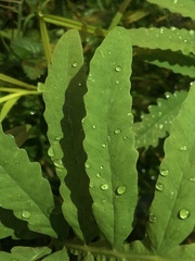 Onoclea sensibilis