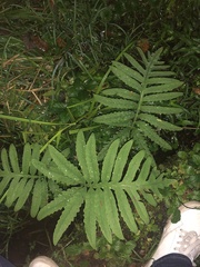 Onoclea sensibilis