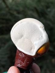 Ganoderma oregonense