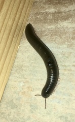 Julidae