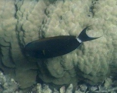 Acanthurus blochii