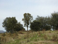 Quercus suber