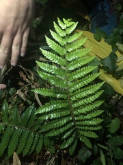 Polystichum
