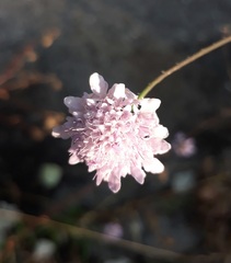 Dipsacoideae