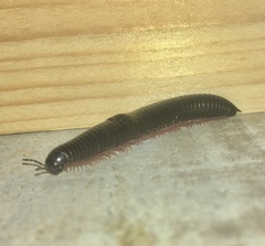 Julidae
