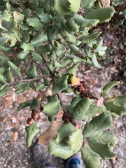 Disholcaspis prehensa