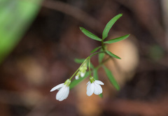 Cardamine californica