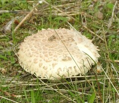 Saproamanita codinae