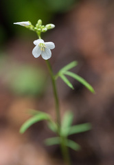 Cardamine californica