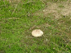 Saproamanita codinae
