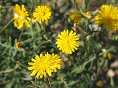Sonchus tenerrimus