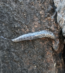 Philomycus carolinianus