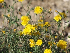 Sonchus tenerrimus