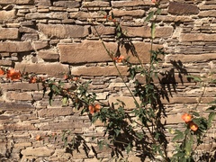 Sphaeralcea fendleri