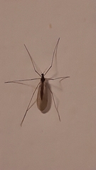 Trichoceridae
