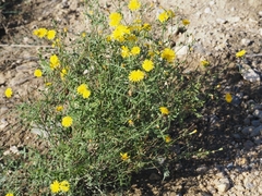 Sonchus tenerrimus