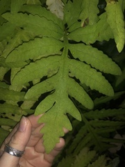 Onoclea sensibilis