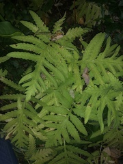 Onoclea sensibilis
