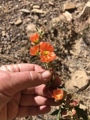 Sphaeralcea fendleri