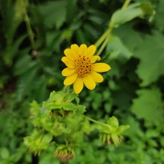 Smallanthus maculatus