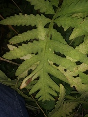 Onoclea sensibilis