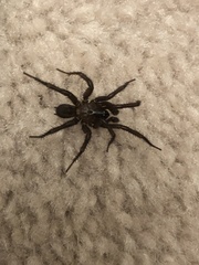 Drassyllus