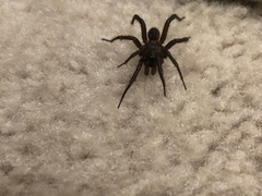 Drassyllus