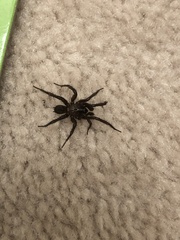 Drassyllus