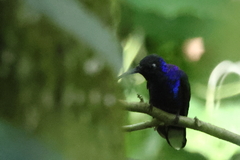 Campylopterus hemileucurus