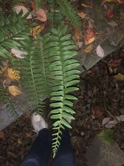 Polystichum acrostichoides