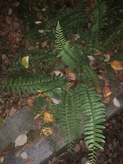 Polystichum acrostichoides