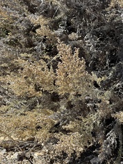Artemisia californica