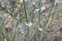 Asperula aristata scabra