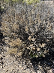 Artemisia californica