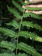 Dryopteris