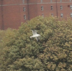 Larus