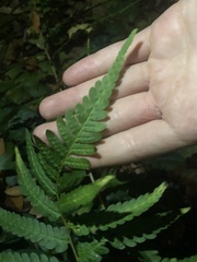 Dryopteris