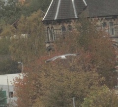 Larus