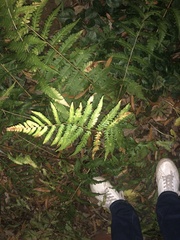 Dryopteris