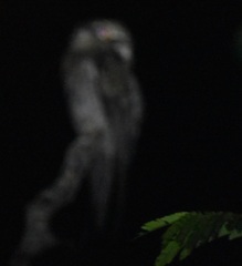 Nyctibius jamaicensis