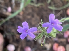 Glandularia gooddingii