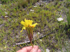Bobartia longicyma longicyma