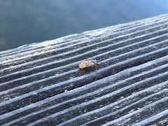 Gastrodes abietum