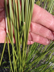 Bobartia longicyma longicyma
