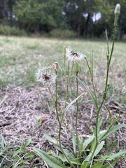 Hypochaeris albiflora