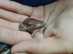 Hypopachus variolosus