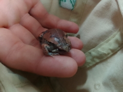 Hypopachus variolosus