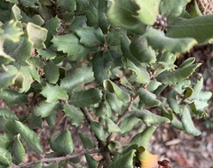 Quercus durata durata